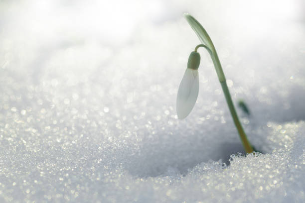istock Spring beauty. First flower. Spring single snowdrop flower in the snow. 1300857042