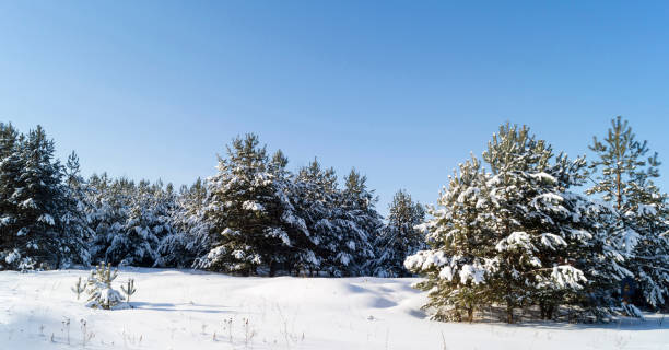 istock The Winter landscape with wood on background sky with cloud. 1300857220