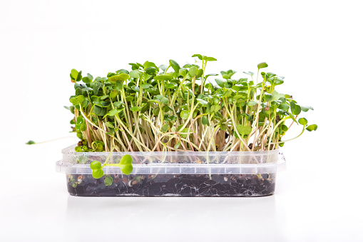 Coriander microgreens sprouts in container isolated on white background. New life concept. Growing microgreen sprouts. Germination of seeds at home. Vegan and healthy eating. Sprouted seeds.