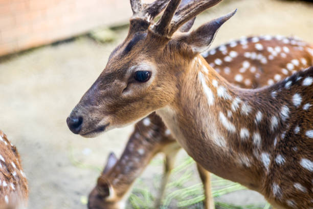 istock Beautiful young chital or spotted deer close look 1300858476