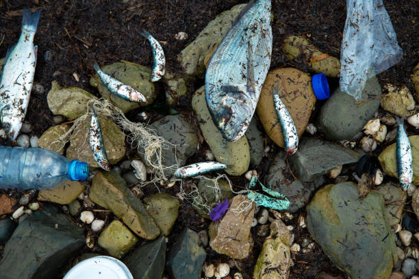 Dead fish and trash on the beach, sea pollution. Fish dead due to pollution. Dead fish on the beach.
Top down view on plastic bottles and other trash washed ashore. plastic marine life stock pictures, royalty-free photos & images