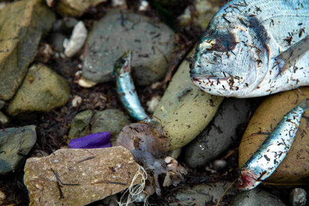 istock Dead fish and trash on the beach, sea pollution. 1300860266