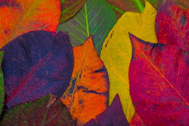 colorful autumn leafs