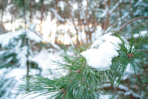 Snow-covered fir branches, winter forest. Close-up