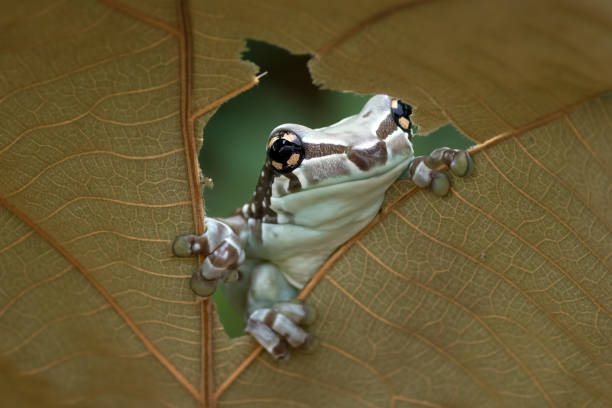 istock Mission golden-eyed tree frog perched on a leaf 1300864197