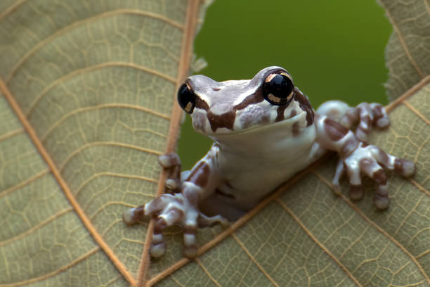 istock Mission golden-eyed tree frog perched on a leaf 1300864200