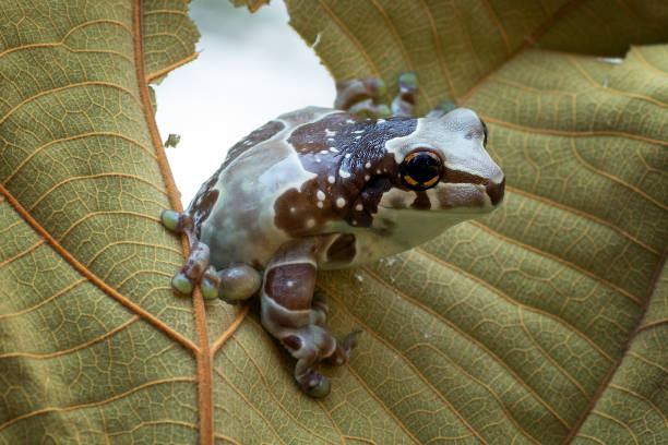 istock Mission golden-eyed tree frog perched on a leaf 1300864201