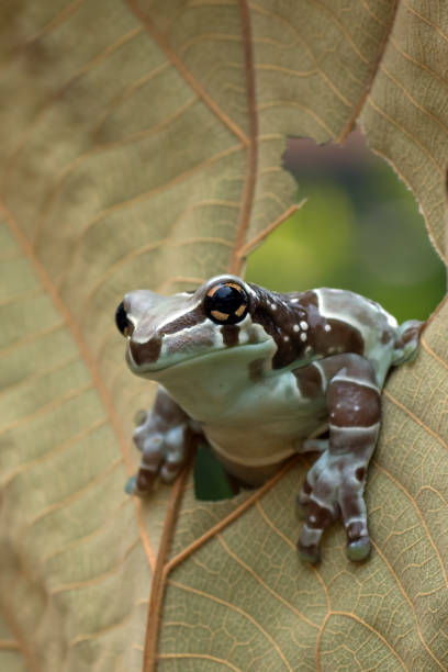 istock Mission golden-eyed tree frog perched on a leaf 1300864212