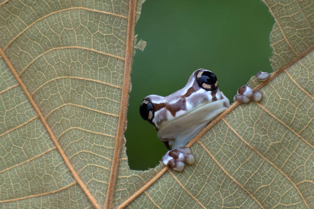 Mission golden-eyed tree frog perched on a leaf stock photo
