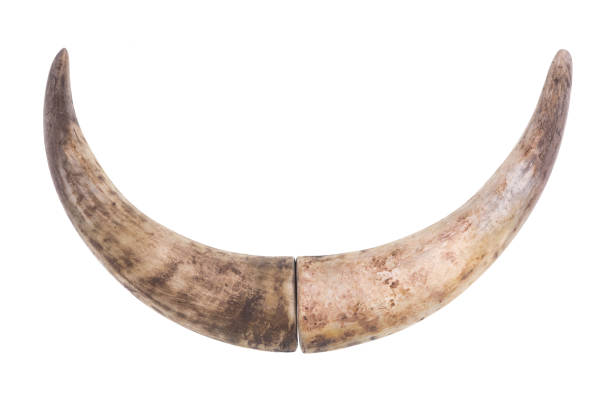 istock old bull horn isolated on white background 1300865485