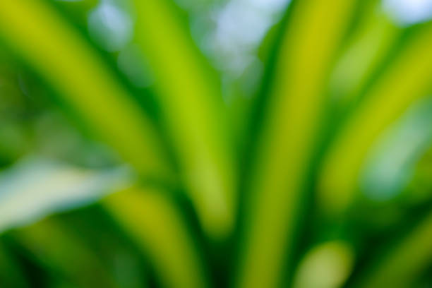 istock Beautiful abstract green bokeh nature background 1300865501