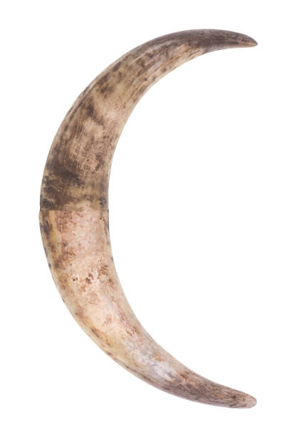 istock horn moon isolated on white background 1300865503