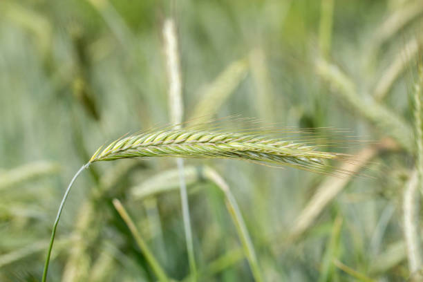 roggenähre ( roggenähre ) - wheat cereal plant agriculture whole wheat photos et images de collection