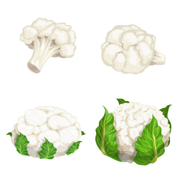 illustrations, cliparts, dessins animés et icônes de ensemble de chou-fleur. légumes dans la conception plate de dessin animé. eco ferme légumes frais. illustrations vectorielles d’isolement sur le fond blanc. - cauliflower