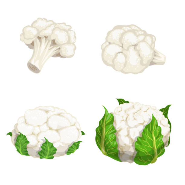 콜리플라워 세트. 만화 평면 디자인의 야채. 에코 팜 신선한 채소. 흰색 배경에서 격리된 벡터 그림입니다. - cauliflower stock illustrations