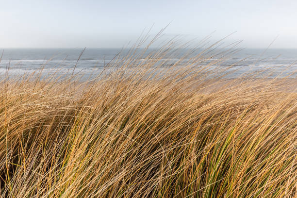 Uncultivated marram grass in front of the Nort Sea Focus on the marram grass. Out of focus background marram grass stock pictures, royalty-free photos & images