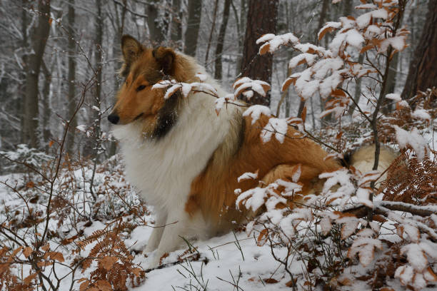 istock Winter portrait of a rough collie 1300867150