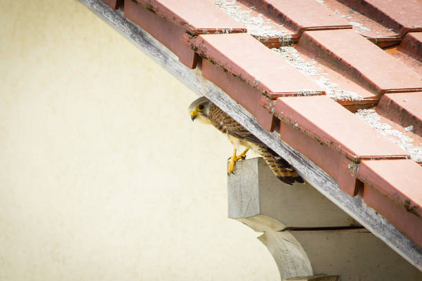 Kestrel on a roof beam, house wall in the background