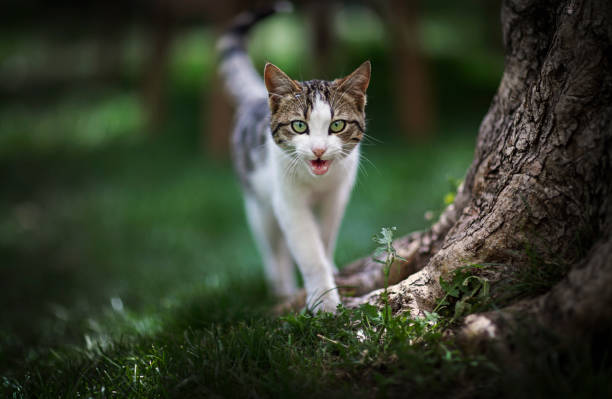 chat brun marchant sur l’herbe - miaulement photos et images de collection
