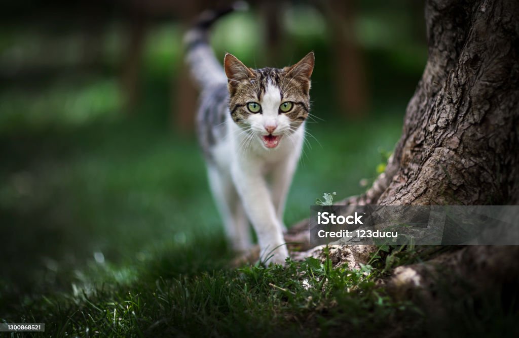 Brown cat walking on the grass cute cat meowing Domestic Cat Stock Photo