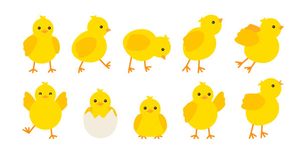 nette baby hühner in verschiedenen posen für ostern design gesetzt. kleine gelbe cartoon-küken. vektor-illustration isoliert auf weißem hintergrund - hühnerküken stock-grafiken, -clipart, -cartoons und -symbole