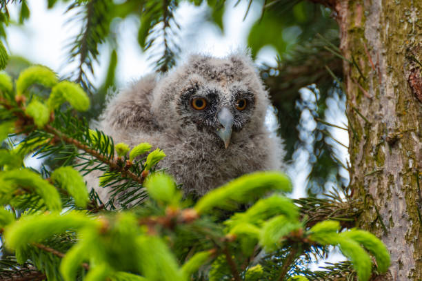 istock A small long-eared owl sits on a tree branch in the forest. 1300869293