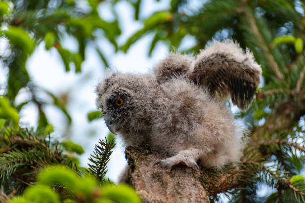 istock A small long-eared owl sits on a tree branch in the forest. 1300869304