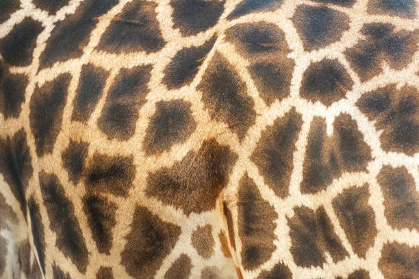 Giraffe animal skin texture.