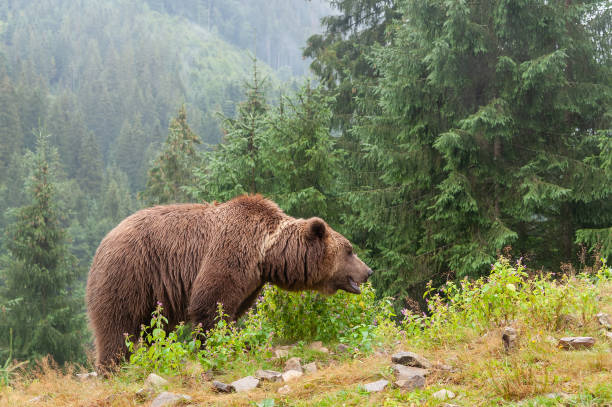 istock Brown bear (lat. ursus arctos) stainding in the forest 1300869308