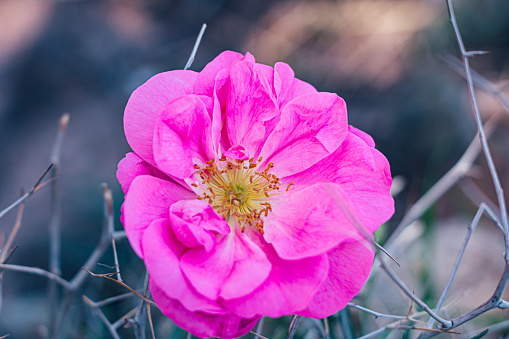 the beautiful pink rosa Damascena or Damask rose between some dry grass
