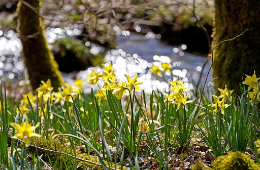 Eifelsteig, Germany: Wild daffodils along the hiking trail \