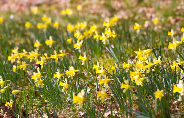 istock The Daffodil Route in the Eifel National Park 1300869471