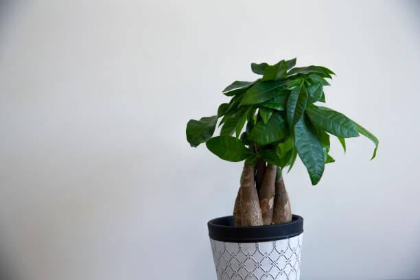 istock A Money Tree Plant with Ornate Braided Trunk in a white pattern pot on a white background 1300869574