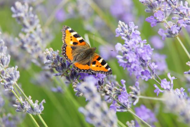 istock Small tortoise shell butterfly sitting on a blue lavender flower 1300872253