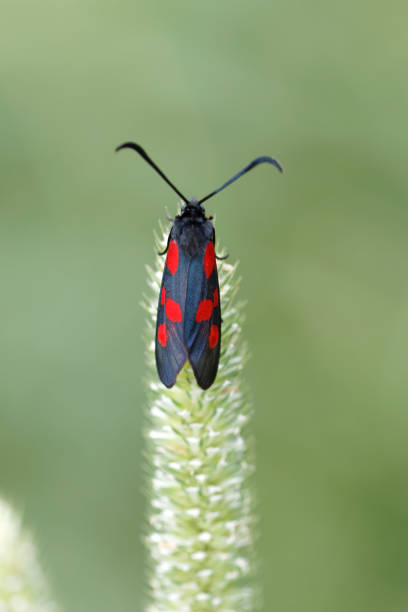 Narrow-bordered Five-spot Burnet butterfly (latin: Zygaena lonicerae) sitting on a straw