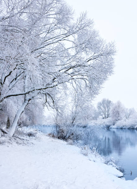 istock Trees covered with snow in winter season 1300872346