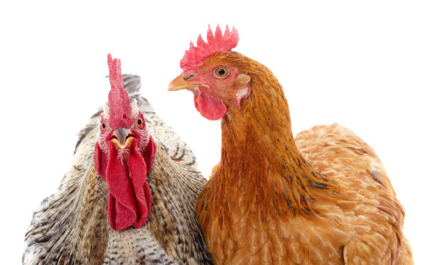 istock Two proud chickens close up. 1300873605
