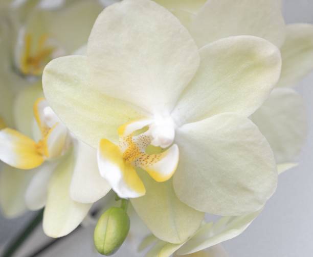 Pale yellow orchid
