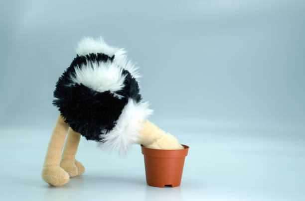 Burying your head in the sand Concept of burying your head in the sand, using a toy ostrich bent over with its head in a small plastic flower pot, on a white background. It suggests different emotional concepts and ideas. Copy space available. ostrich feather stock pictures, royalty-free photos & images