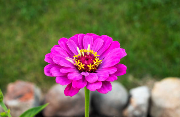 Dahlia flowers in the garden