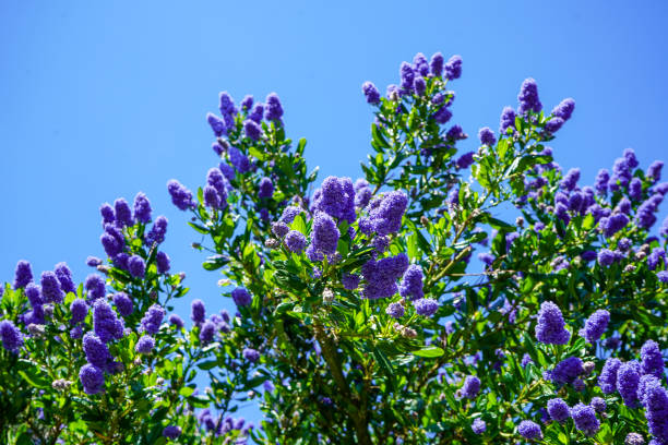 istock Californian Lilac flowering in the spring 1300874982