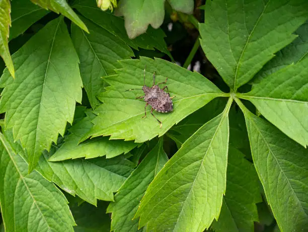 Photo of Halyomorpha halys, brown marmorated stink bug on a leaf. Insect on a plant.