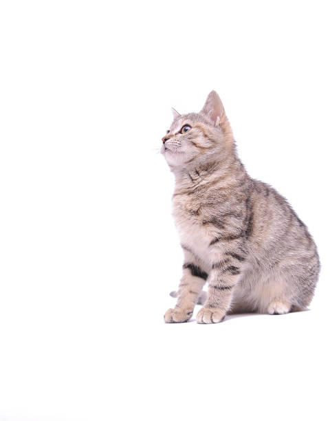istock Cute gray kitten isolated on white background. 1300876376