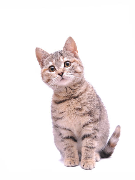 istock Cute gray kitten isolated on white background. 1300876485
