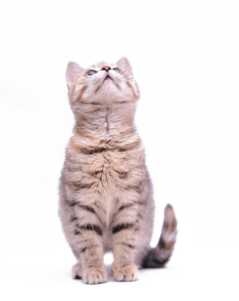 istock Cute gray kitten isolated on white background. 1300876566