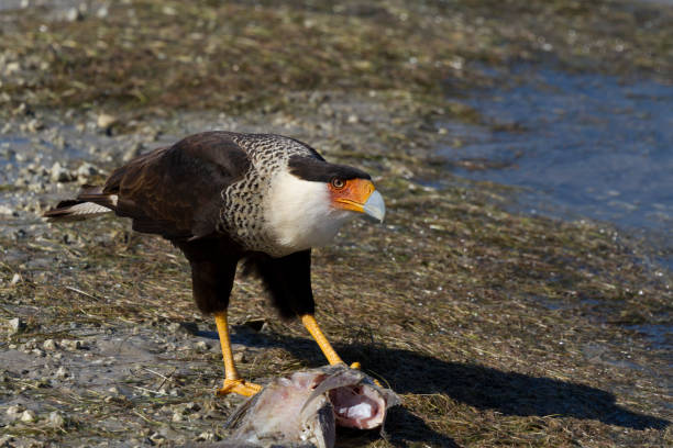 Crested caracara feasts on fish at Padre Island, Texas Crested caracara falcon feeds on fish at Padre Island National Seashore in Corpus Christi, Texas crested caracara stock pictures, royalty-free photos & images