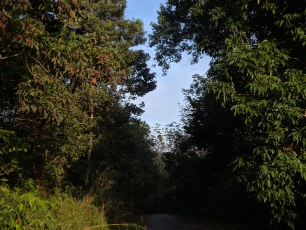 istock Road in between lush of tree 1300877456