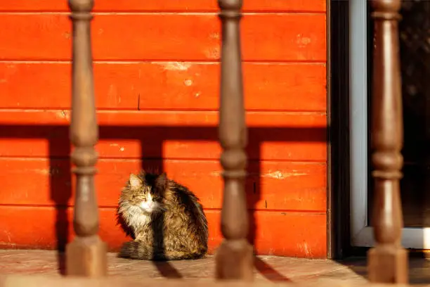 Photo of An alert cat sits on the veranda of the house in the bright orange light of the setting sun.