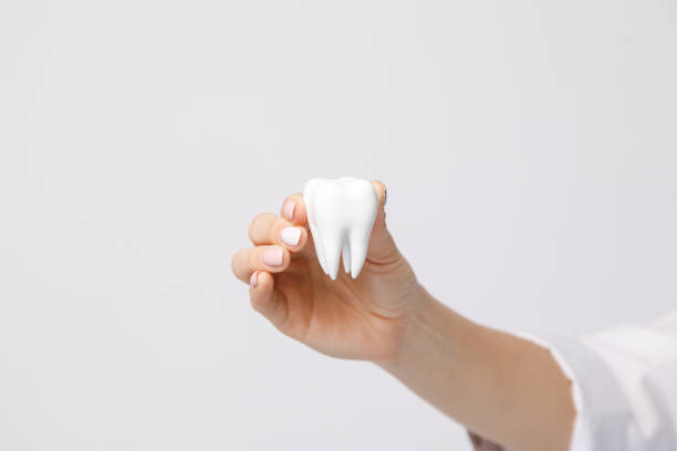istock A young female dentist holds a model tooth. light background 1300879314