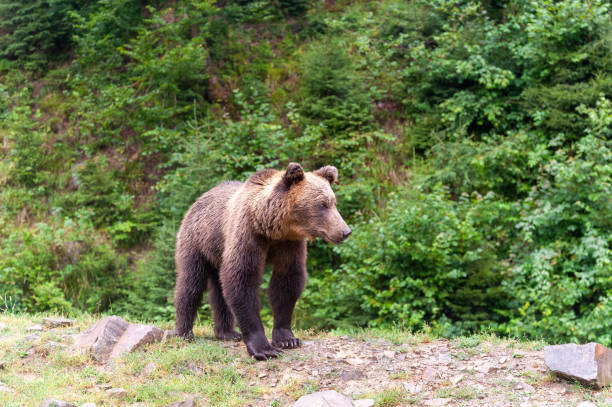 istock Brown bear (lat. ursus arctos) stainding in the forest 1300879387